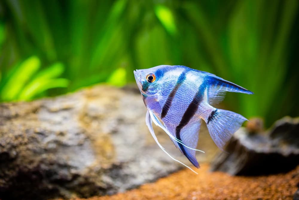 Altum-Skalar (Pterophyllum altum)