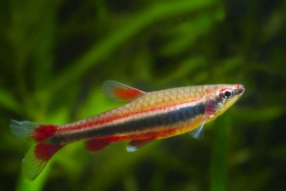 Bandziersalmler (Nannostomus beckfordi)