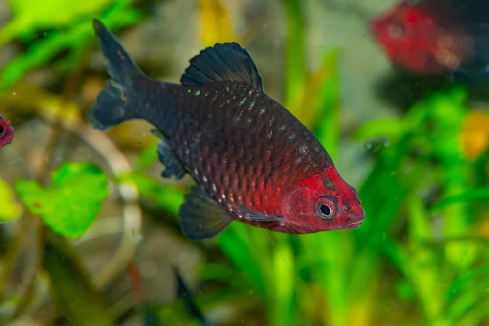 Bitterlingsbarbe (Pethia nigrofasciata)