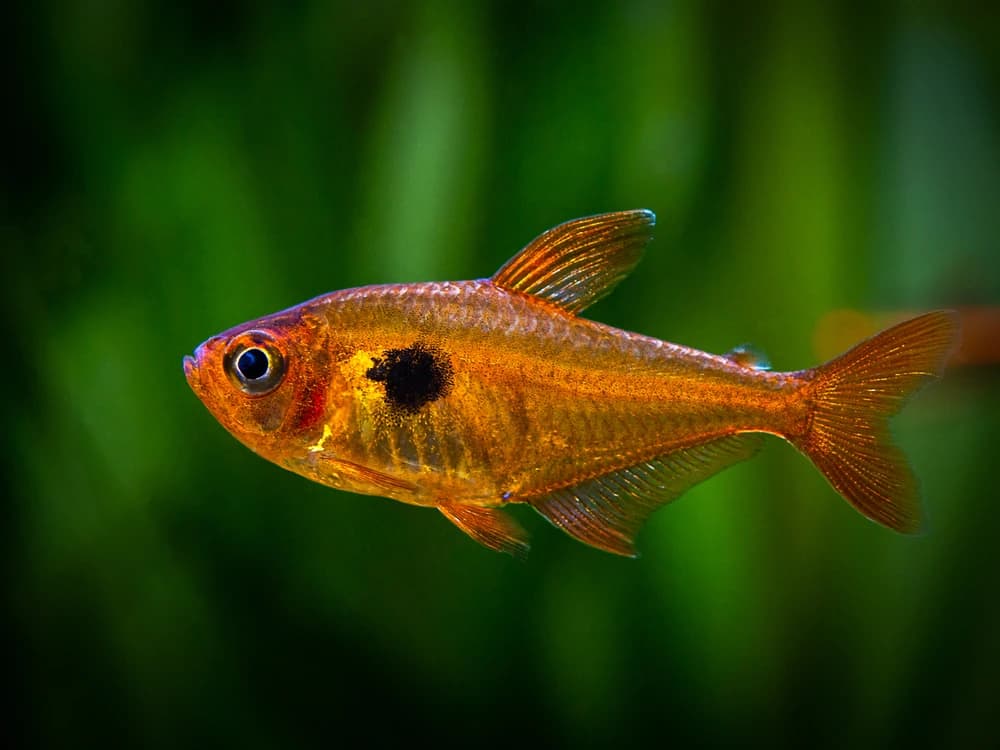 Blutsalmler (Hyphessobrycon eques)