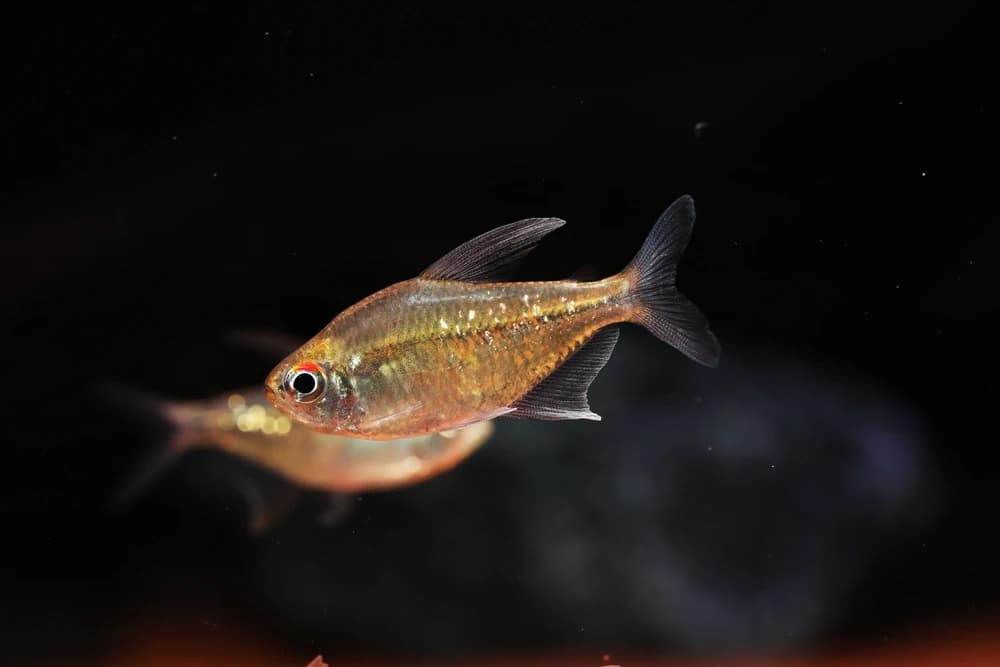 Brillantsalmler (Moenkhausia pittieri)