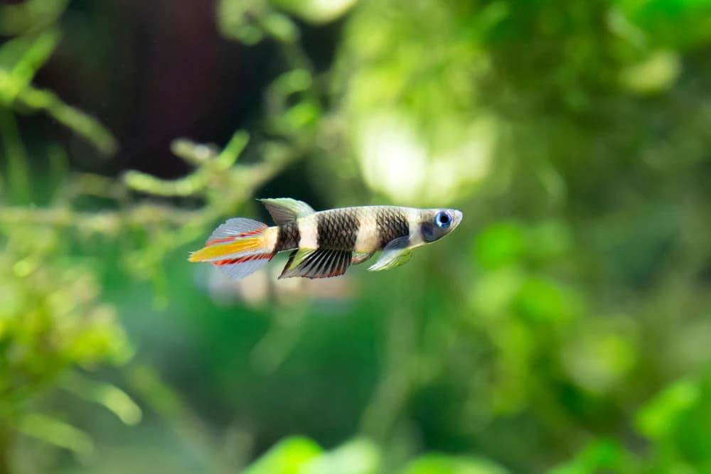 Clownkärpfling (Epiplatys annulatus)