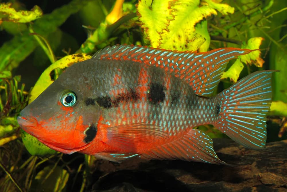 Feuermaulbuntbarsch (Thorichthys meeki)