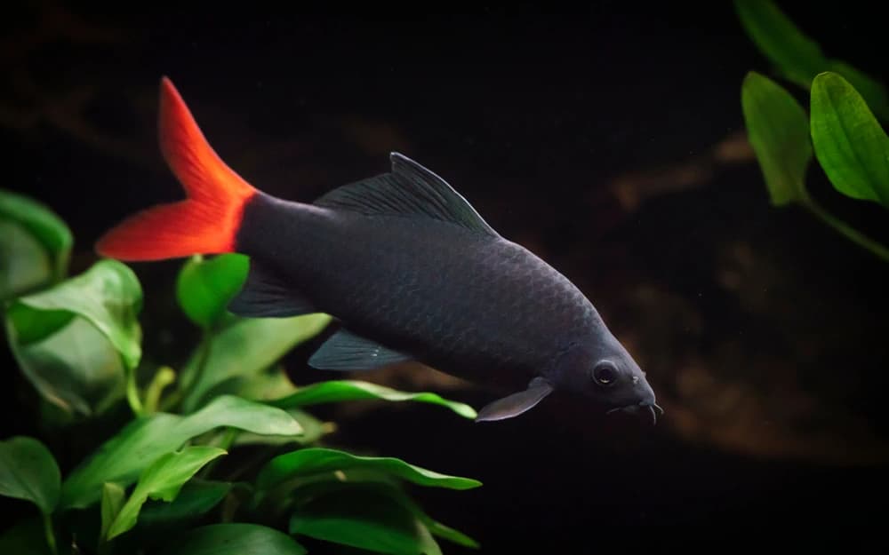 Feuerschwanz (Epalzeorhynchos bicolor)