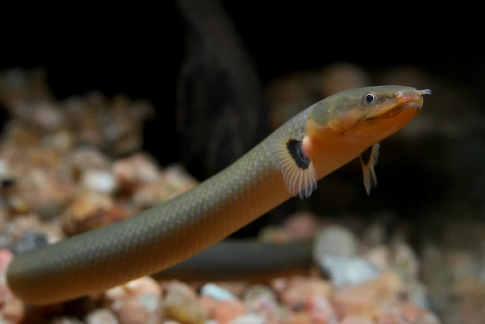 Flösselaal (Erpetoichthys calabaricus)