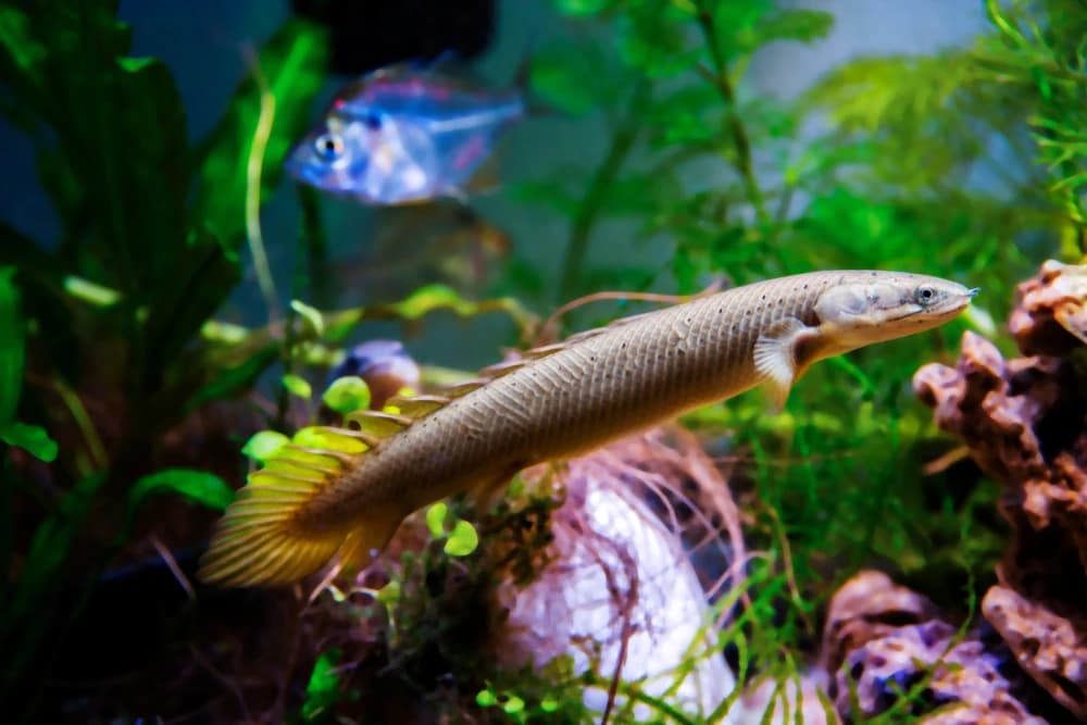 Flösselhecht (Polypterus senegalus)
