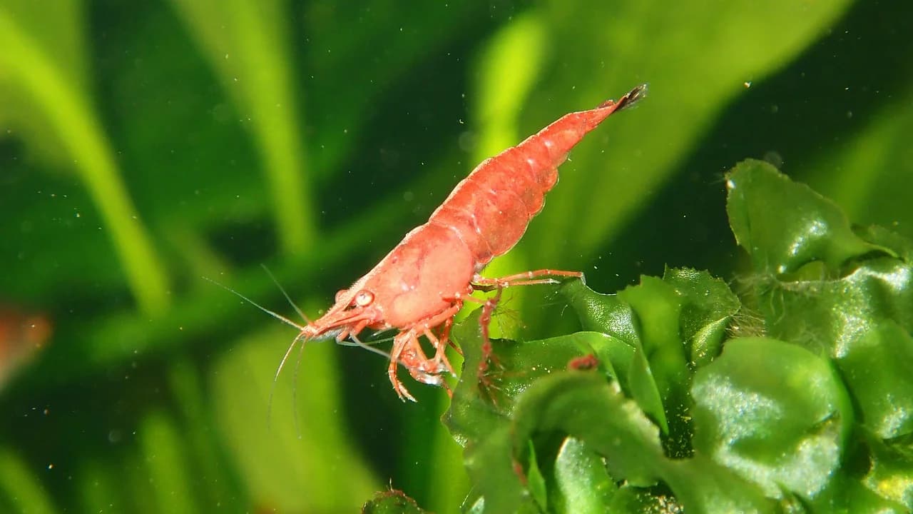 lake, shrimp, water