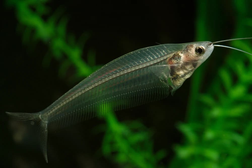 Glaswels (Kryptopterus vitreolus)
