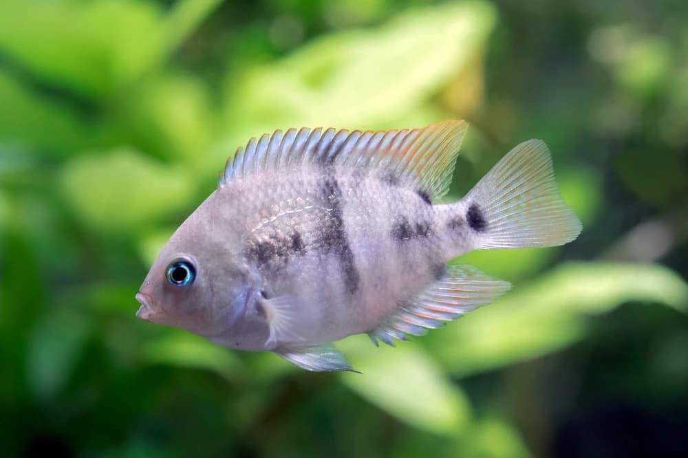 Goldbuntbarsch (Amatitlania sajica)