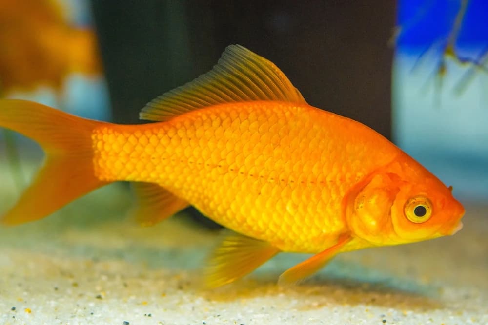 Goldfisch (Carassius auratus)