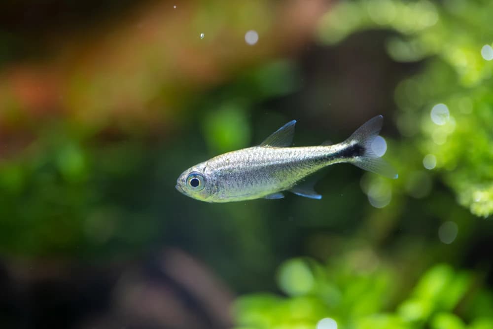 Goldtetra (Hemigrammus rodwayi)