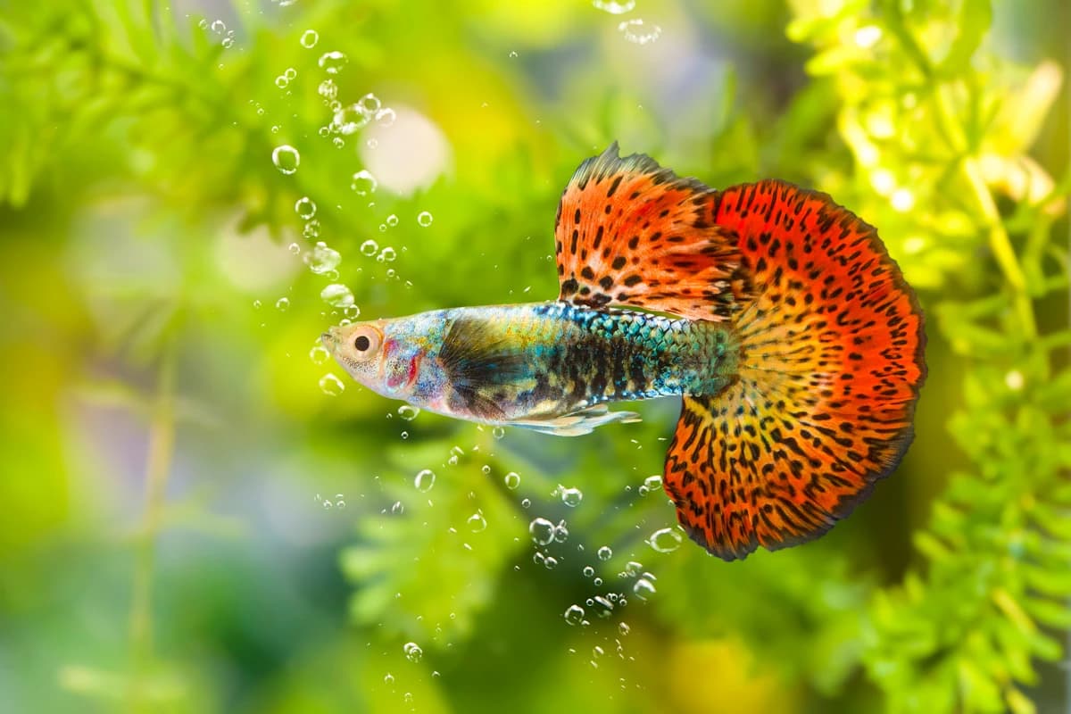 Guppy (Poecilia reticulata)