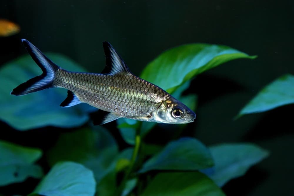 Haibarbe (Balantiocheilos melanopterus)