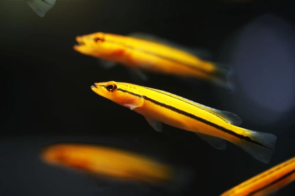 Crenicichla sp