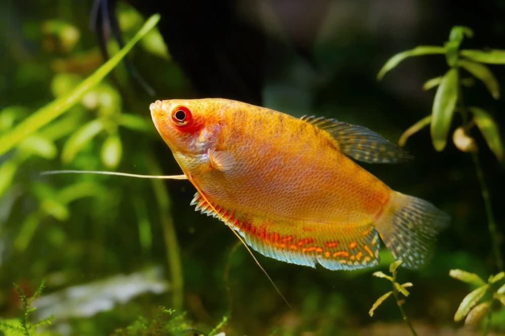 Honiggurami (Trichogaster chuna)