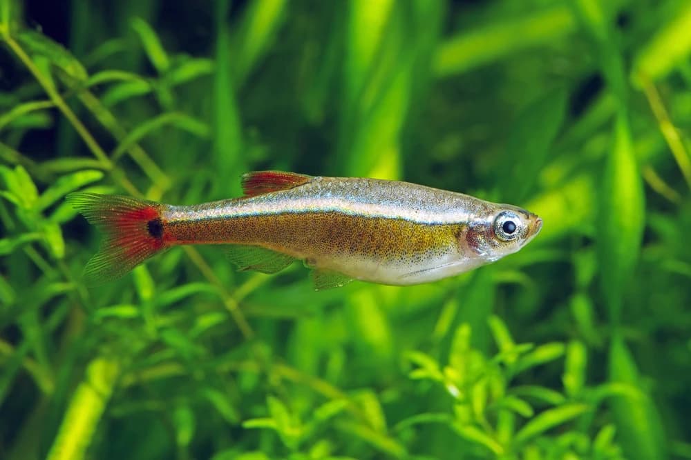 Kardinalfisch (Tanichthys albonubes)
