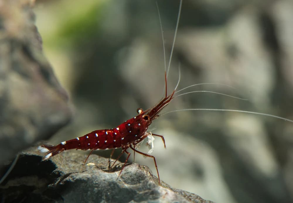 Kardinalsgarnele (Caridina dennerli)