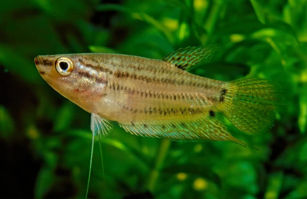 Knurrender Gurami (Trichopsis vittata)