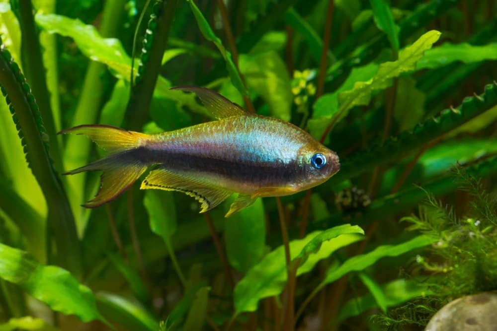 Königs-Salmler (Nematobrycon palmeri)