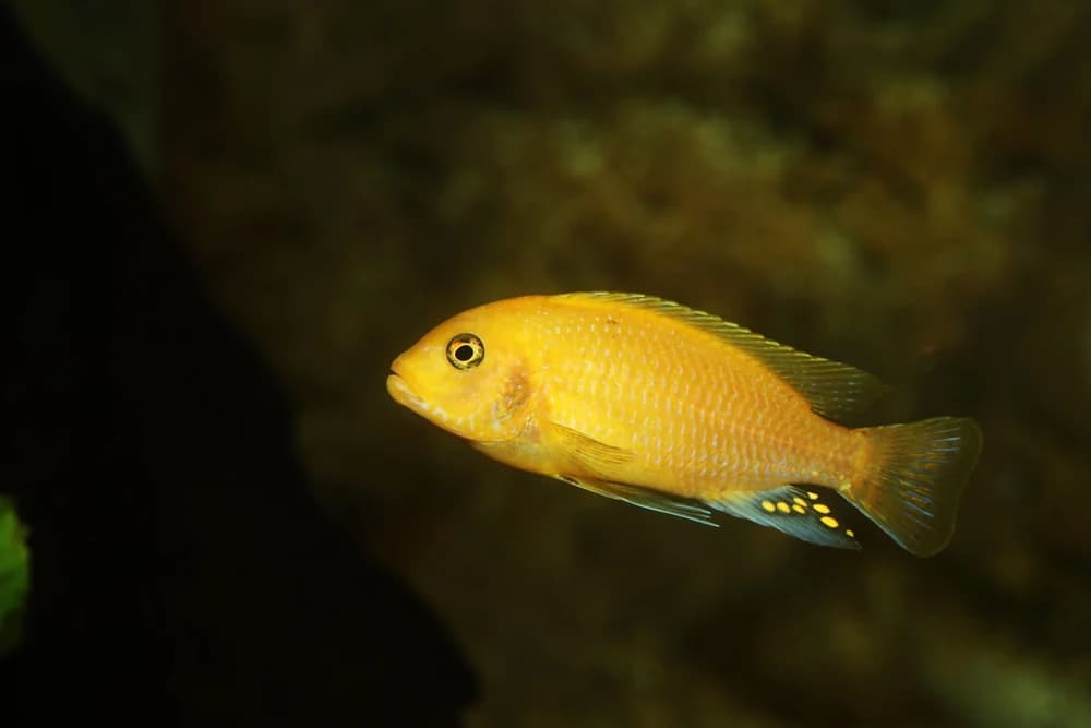 Malawibuntbarsch (Maylandia estherae)