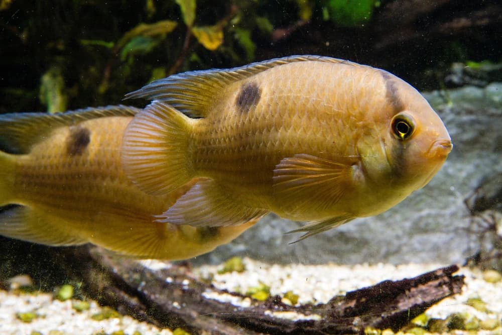 Maronibuntbarsch (Cleithracara maronii)