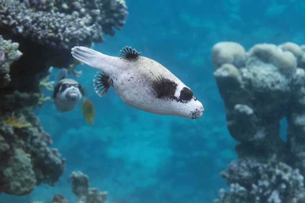 Masken-Kugelfisch (Arothron diadematus)