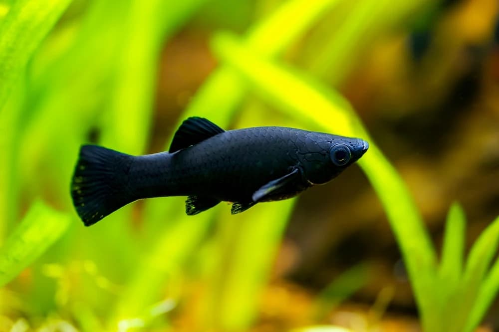Molly (Poecilia sphenops)