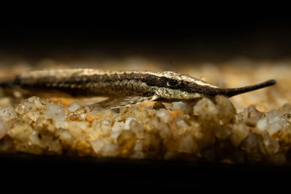 Nadelwels (Farlowella acus)