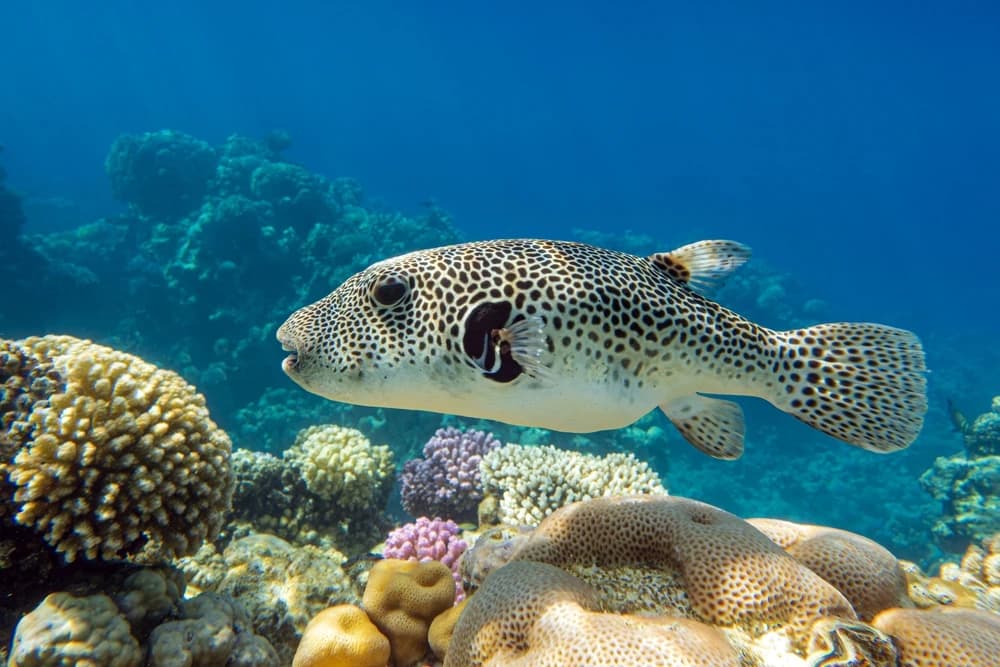 Orangen-Kugelfisch (Arothron stellatus)