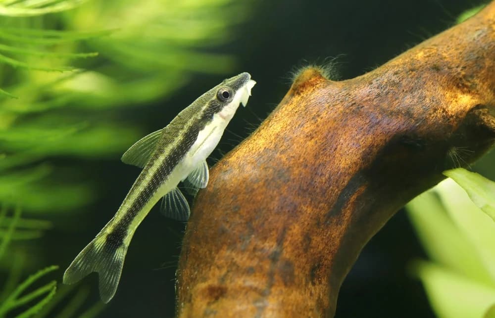 Otocinclus (Otocinclus affinis)