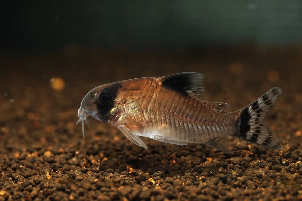 Panda-Panzerwels (Corydoras panda)