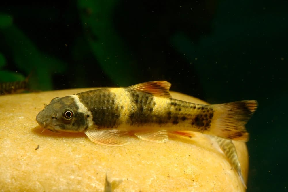 Prachtalgenfresser (Garra flavatra)