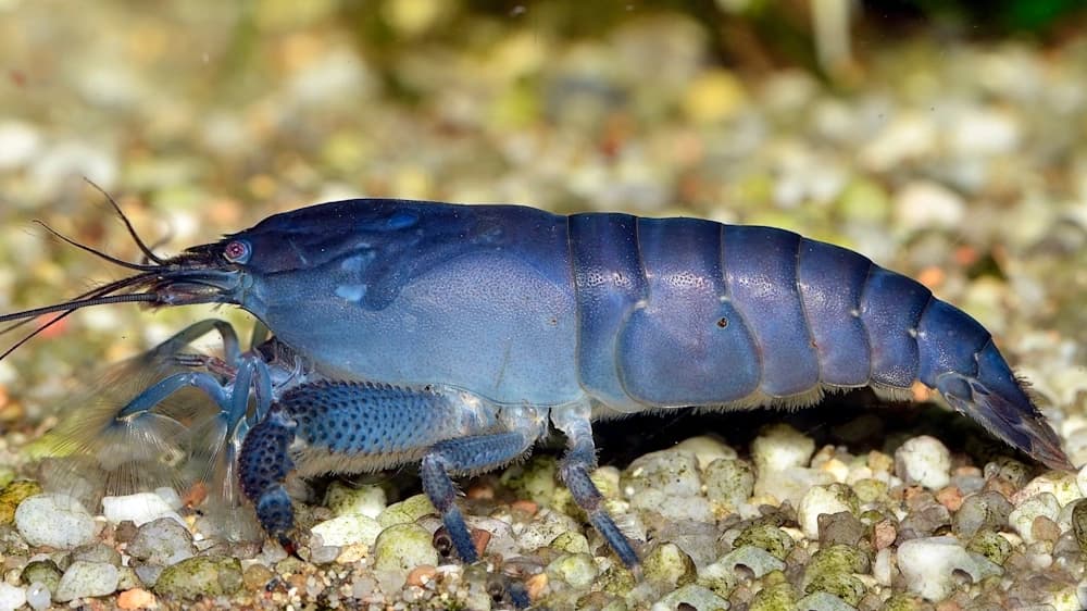 Riesenfächergarnele (Atya gabonensis)