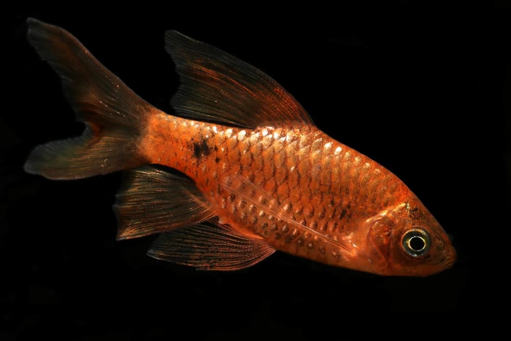 Rostbarbe (Pethia conchonius)