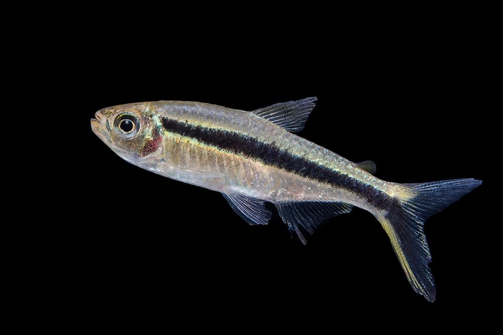 Schachbrettsalmler (Thayeria boehlkei)
