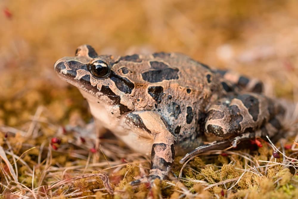 Scheibenzüngler (Discoglossus pictus)