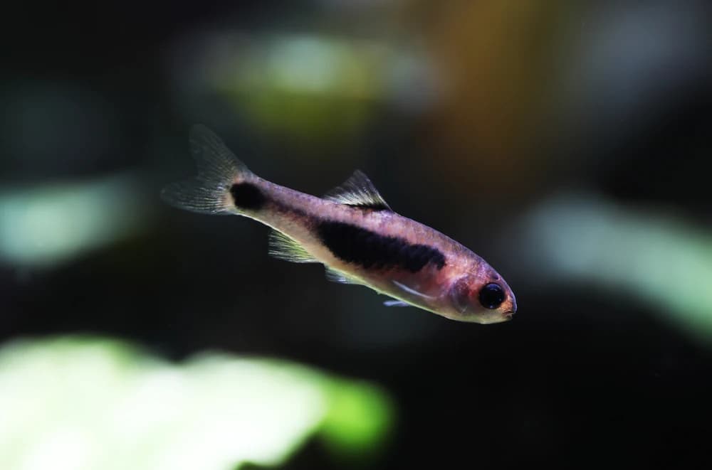 Schmetterlingsbarbe (Barbus hulstaerti)