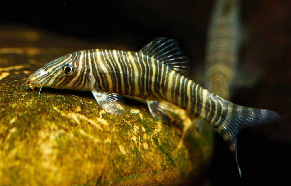 Schmetterlingsschmerle (Botia striata)