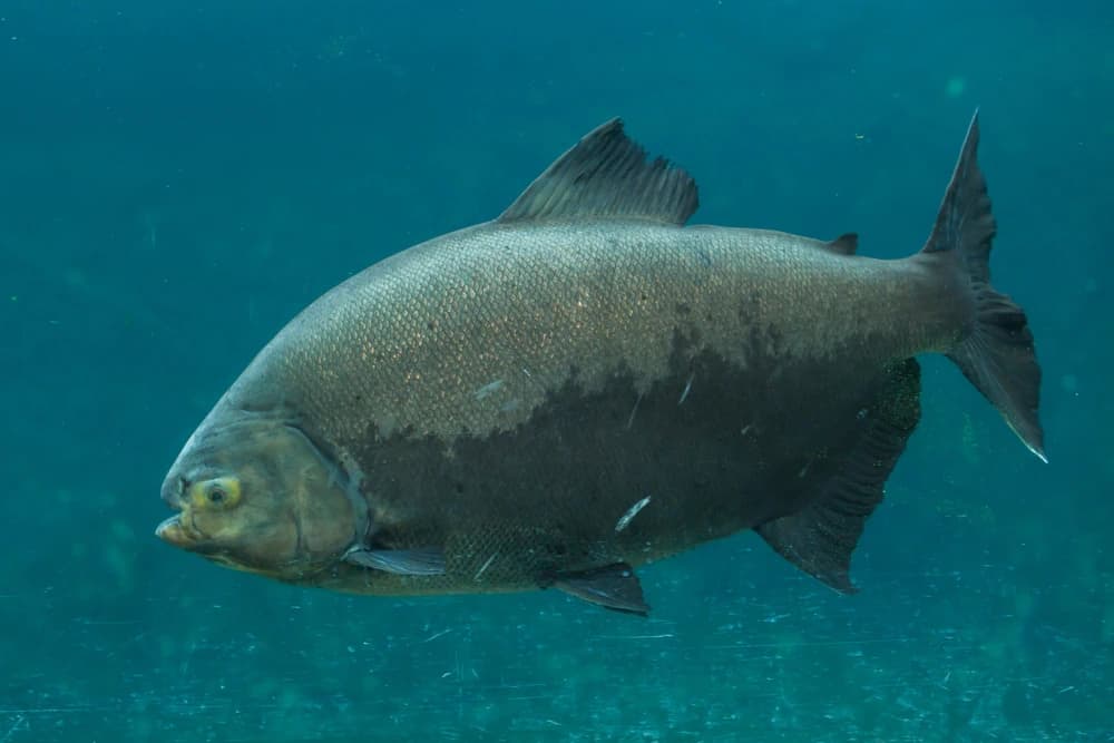 Schwarzer Pacu (Colossoma macropomum)