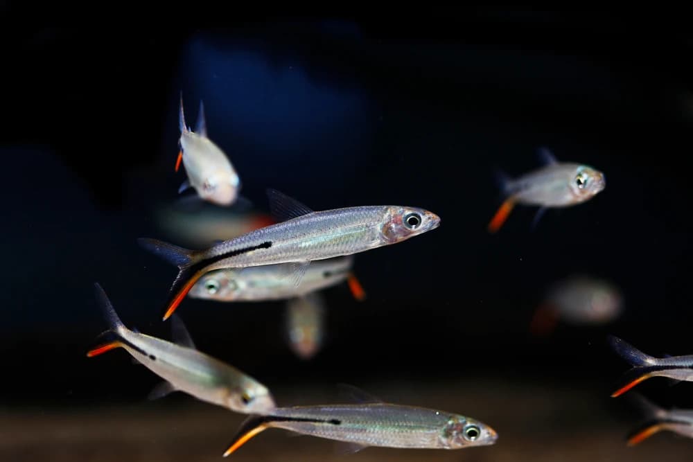 Spitzkopfsalmler (Hemiodus gracilis)