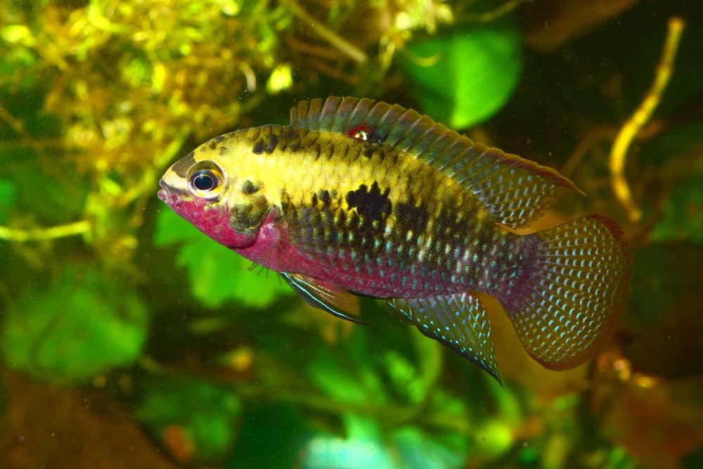 Zierbuntbarsch (Laetacara dorsigera)