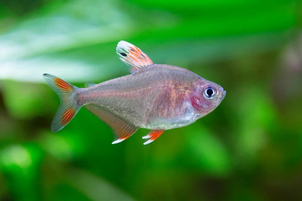 Ziersalmler (Hyphessobrycon rosaceus)