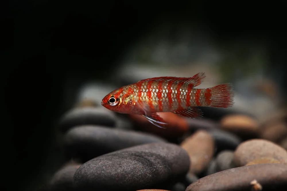 Zwergblaubarsch (Badis badis)
