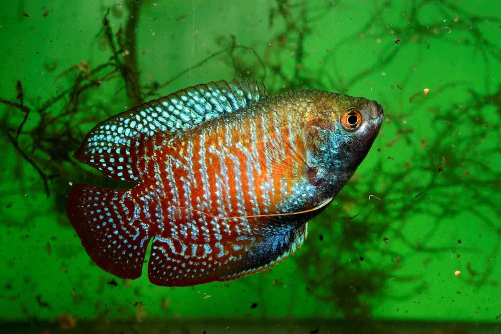 Zwergfadenfisch (Trichogaster lalius)