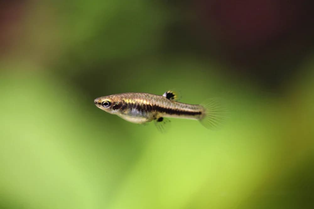 Zwergkärpfling (Heterandria formosa)