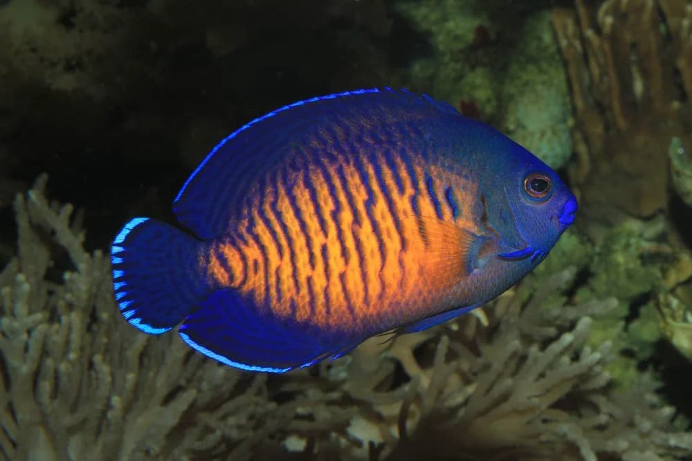 Centropyge bispinosa