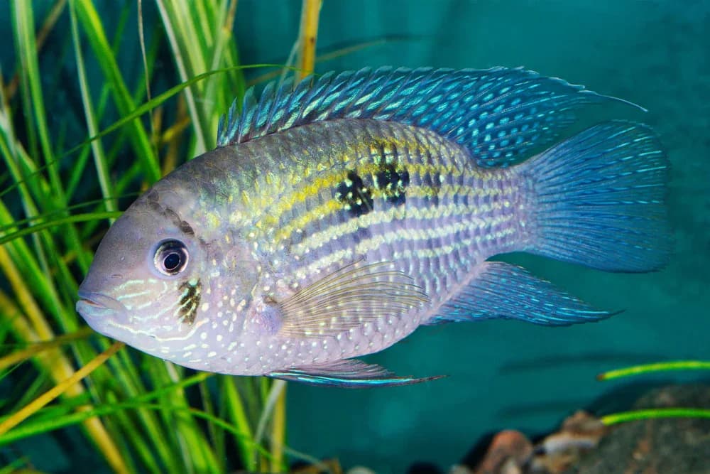 Blaupunktbuntbarsch (Andinoacara pulcher)