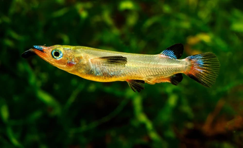 Celebes-Halbschnabelhecht (Nomorhamphus liemi)