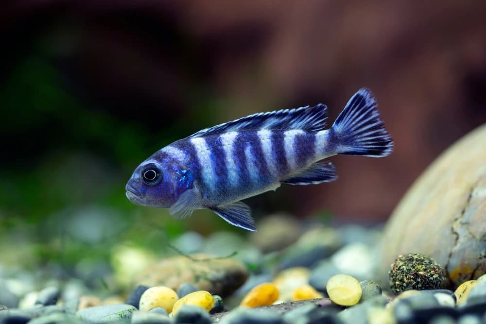 Demasoni-Buntbarsch (Pseudotropheus demasoni)