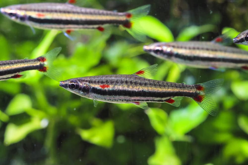 Dreibandsalmler (Nannostomus trifasciatus)